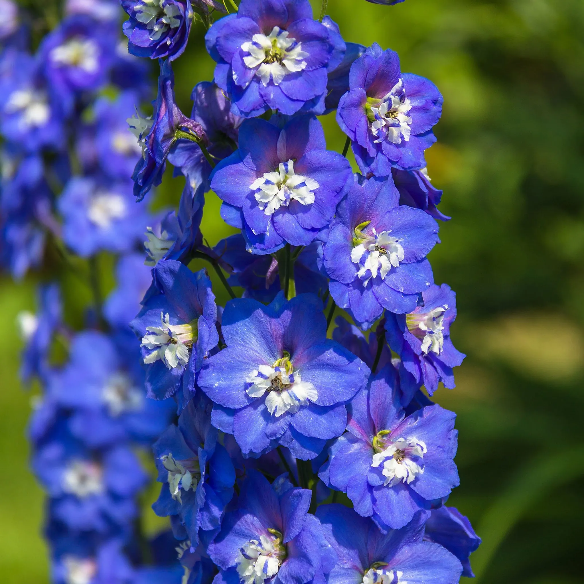 Delphinium Magic Fountain Dark Blue/White 9cm / 3L