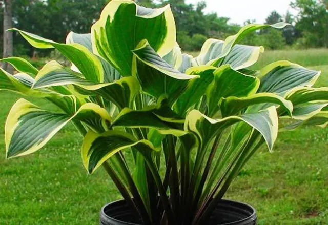 Lakeside Cranberry Relish Hosta