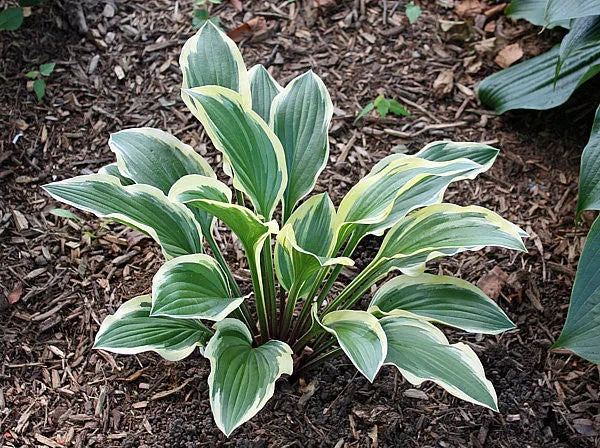 Lakeside Cranberry Relish Hosta