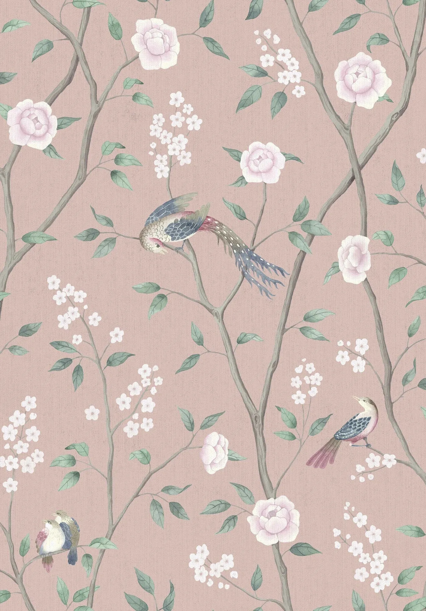 Paradise Birds - 1901