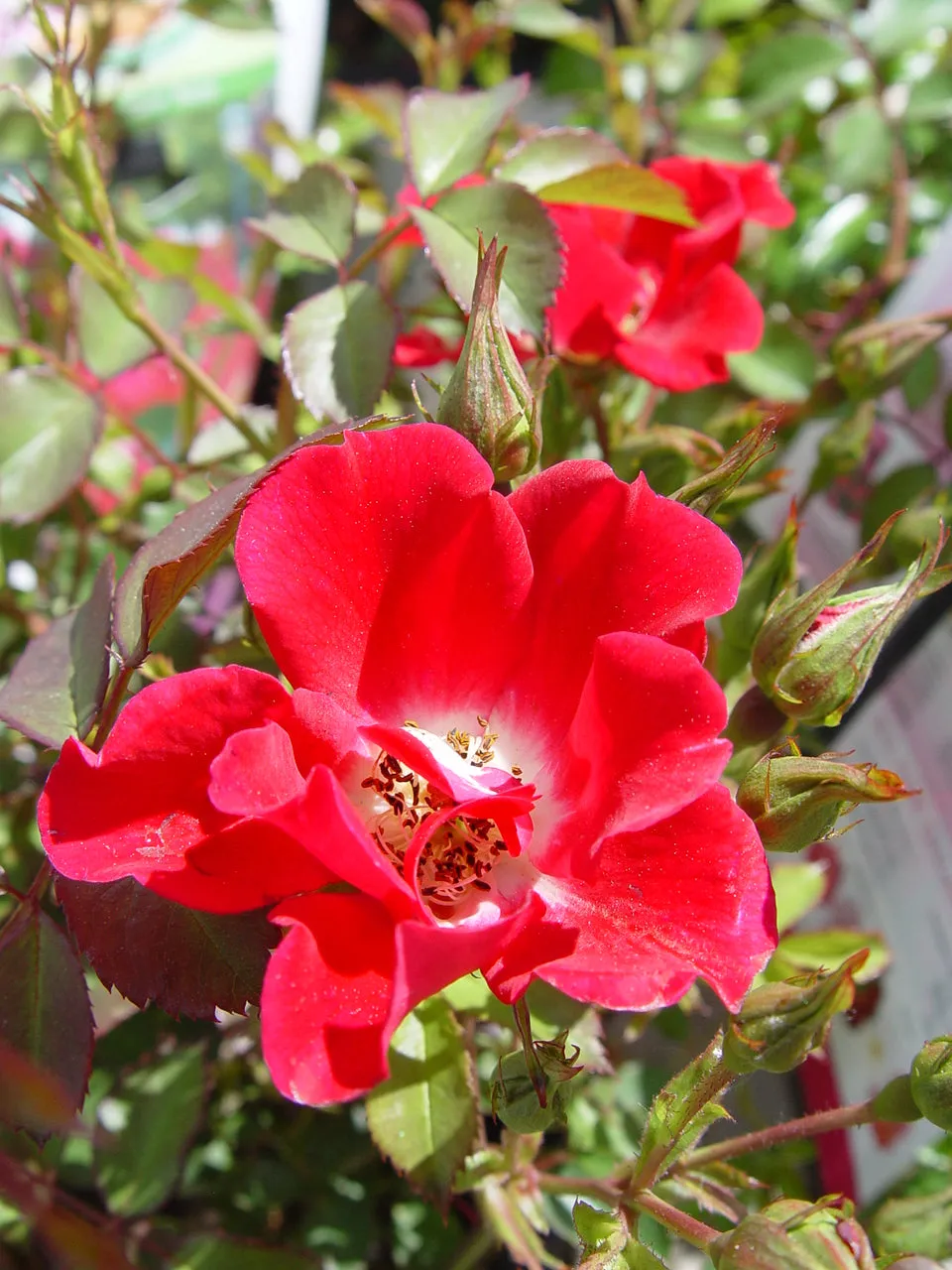 Red Flower Carpet Rose