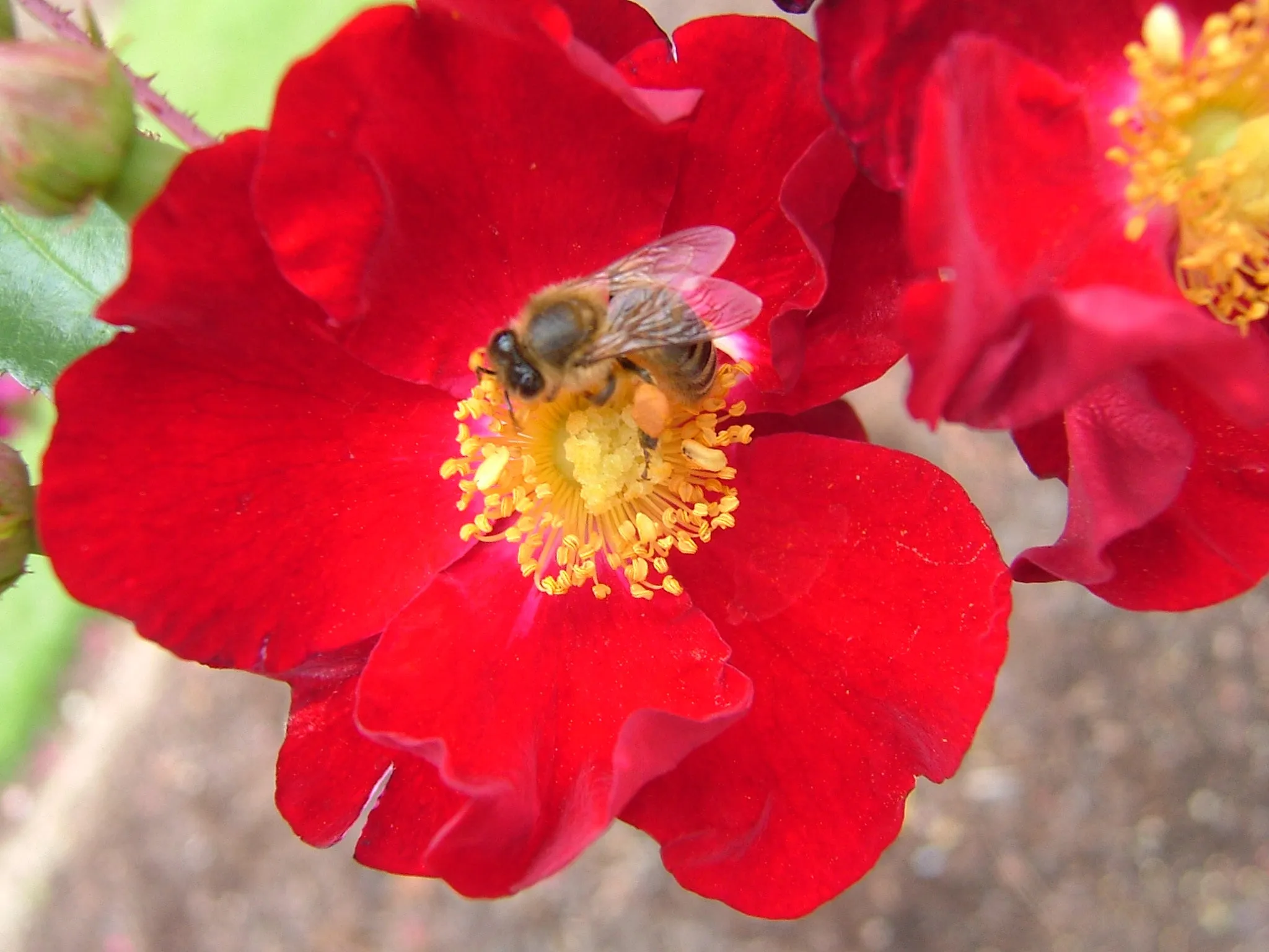 Red Flower Carpet Rose