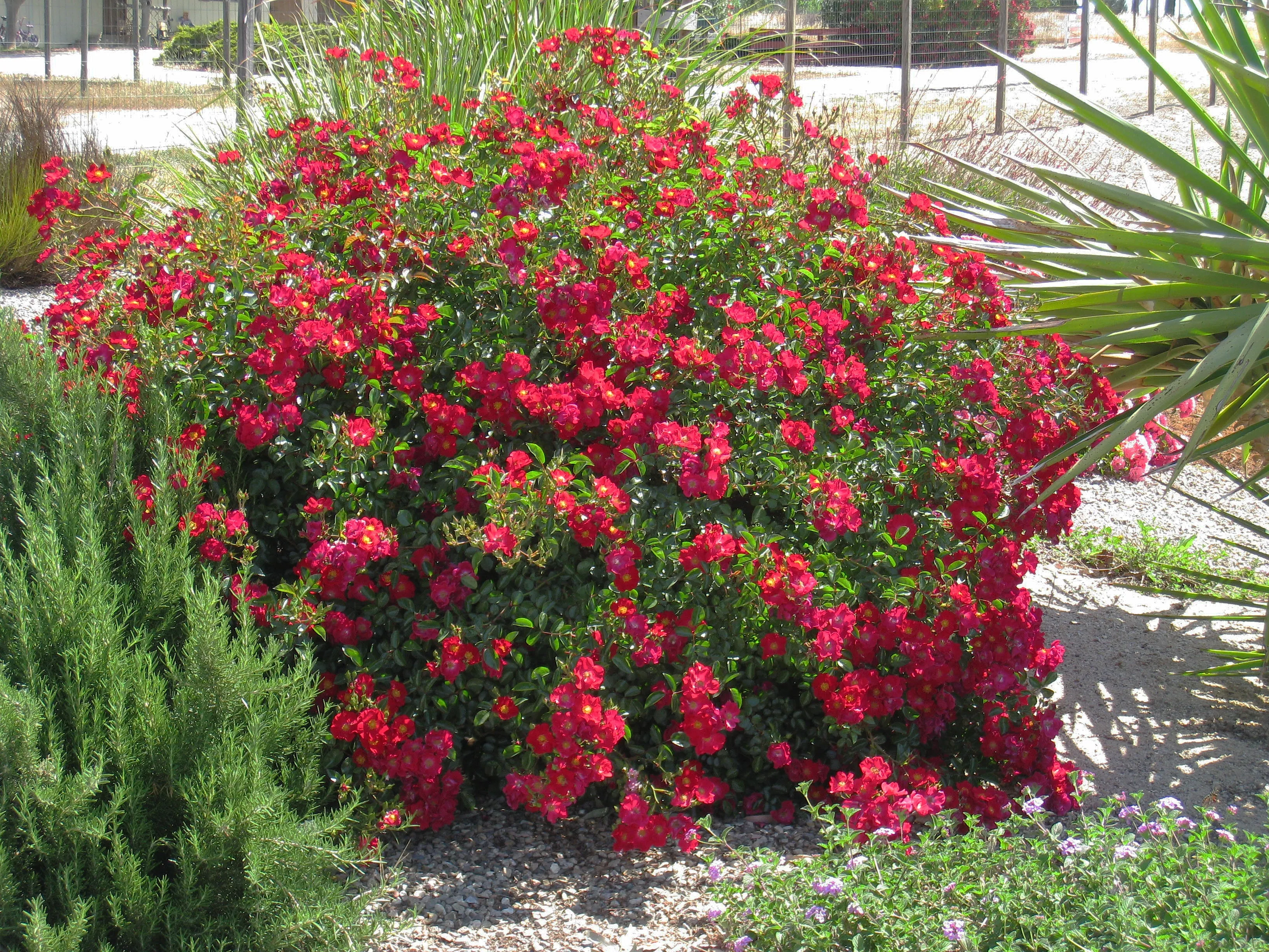 Red Flower Carpet Rose