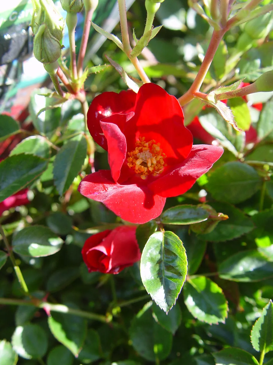 Red Flower Carpet Rose